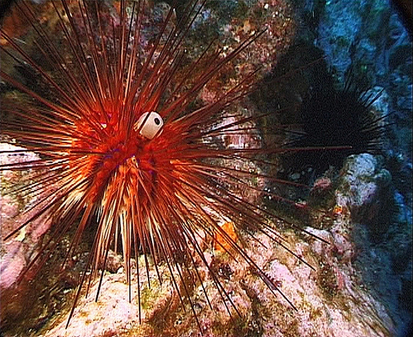 Diadema palmeri