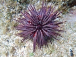 Echinometra mathaei Mayotte