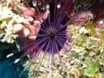 Echinostrephus molaris Mayotte