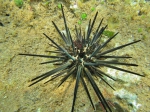 Stomopneustes variolaris Mayotte