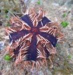 Tripneustes gratilla Mayotte