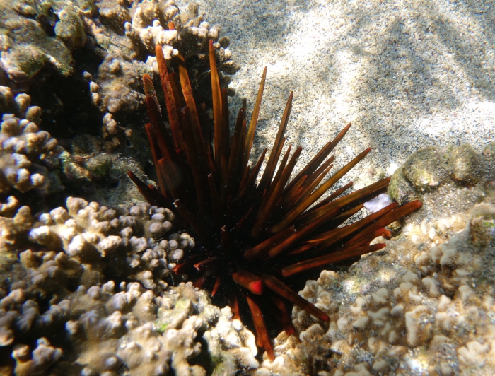 Heterocentrotus trigonarius Réunion