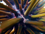Heterocentrotus trigonarius secondary spines detail