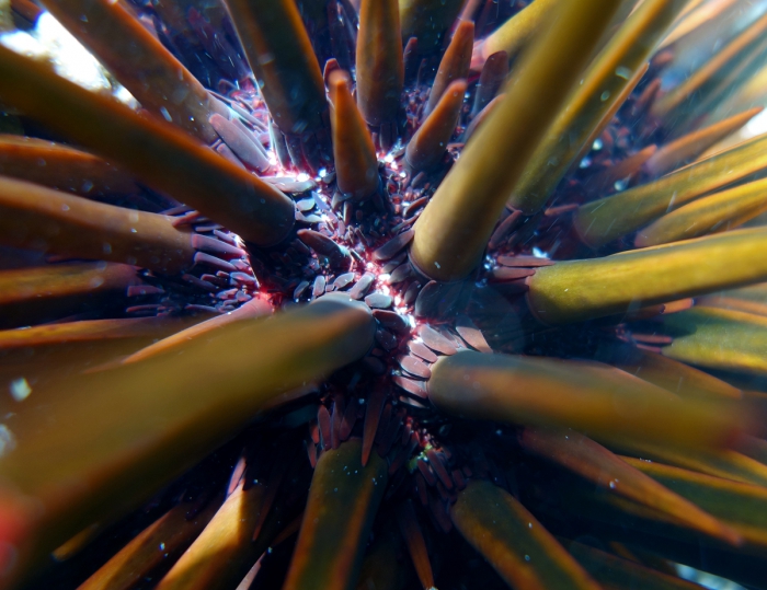 Heterocentrotus trigonarius secondary spines detail Heterocentrotus trigonarius secondary spines detail