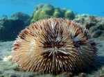 Pseudoboletia maculata Réunion
