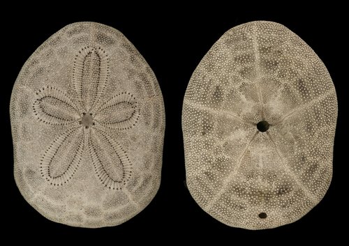 Clypeaster reticulatus test Clypeaster reticulatus test