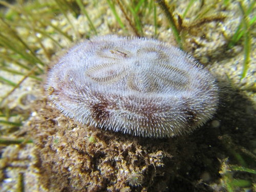 Clypeaster reticulatus Clypeaster reticulatus