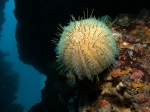 Echinoidea (sea urchins)
