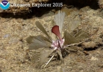 Cidaris blakei NOAA Puerto Rico