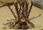 Goniocidaris tubaria MV