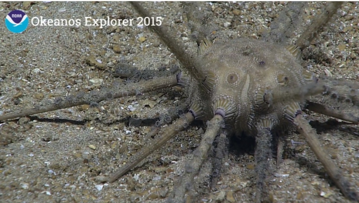 Stereocidaris hawaiiensis NOAA Okeanos
