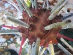Phyllacanthus parvispinus NSW