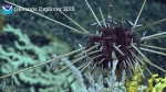 Histocidaris variabilis NOAA