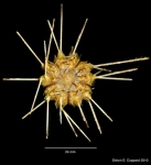 Centrocidaris doederleini oral