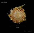 Echinoidea (sea urchins)