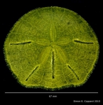 Lanthonia longifissa from Panama