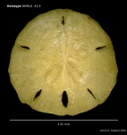 Encope fragilis Mexico