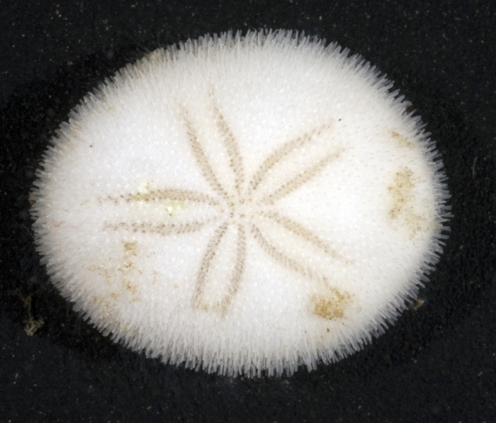 Mortonia australis Moorea Mortonia australis Moorea