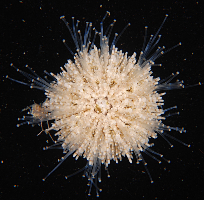 Nudechinus verruculatus Moorea Nudechinus verruculatus Moorea