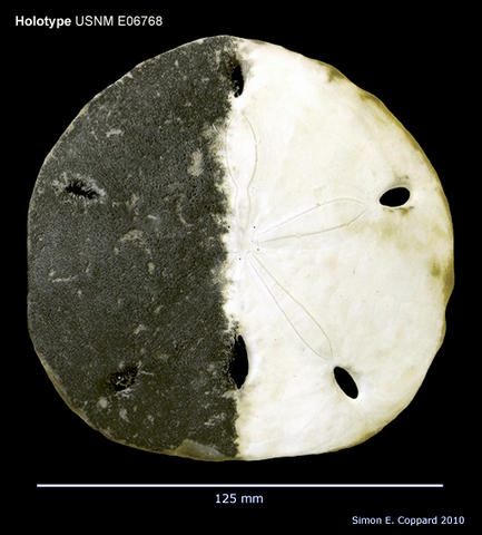 Encope wetmorei, holotype, aboral view