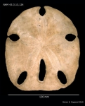 Encope emarginata (
