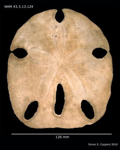 Encope emarginata ("oblonga"), aboral view