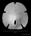 Echinodermata (echinoderms)