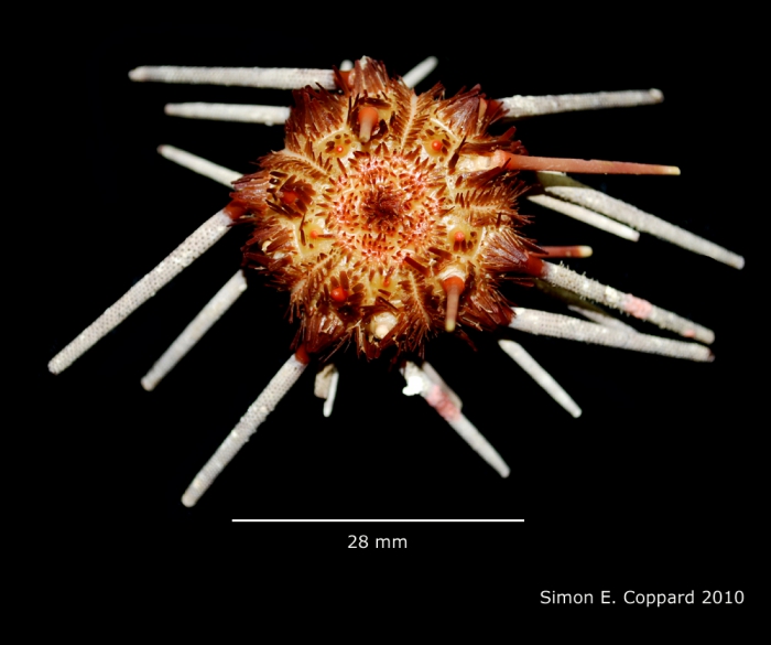 Hesperocidaris panamensis, aboral view Hesperocidaris panamensis, aboral view