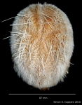 Plagiobrissus grandis, aboral view