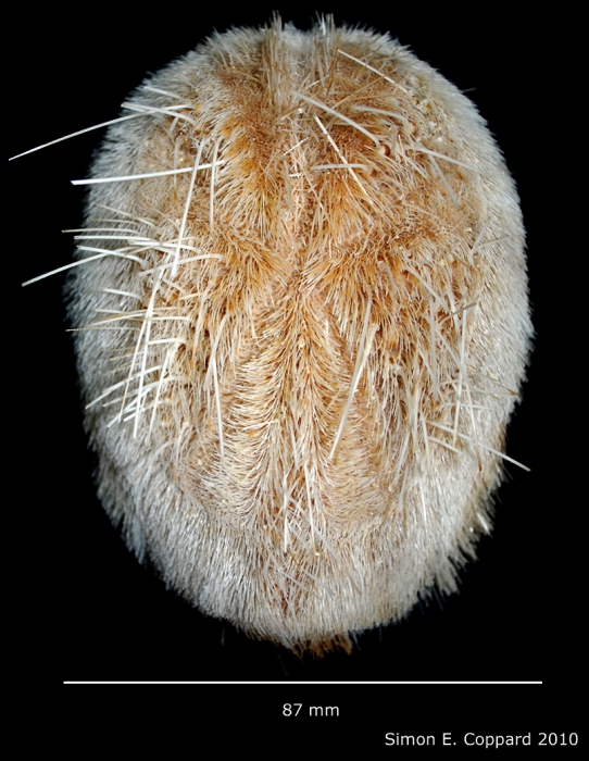 Plagiobrissus grandis, aboral view Plagiobrissus grandis, aboral view