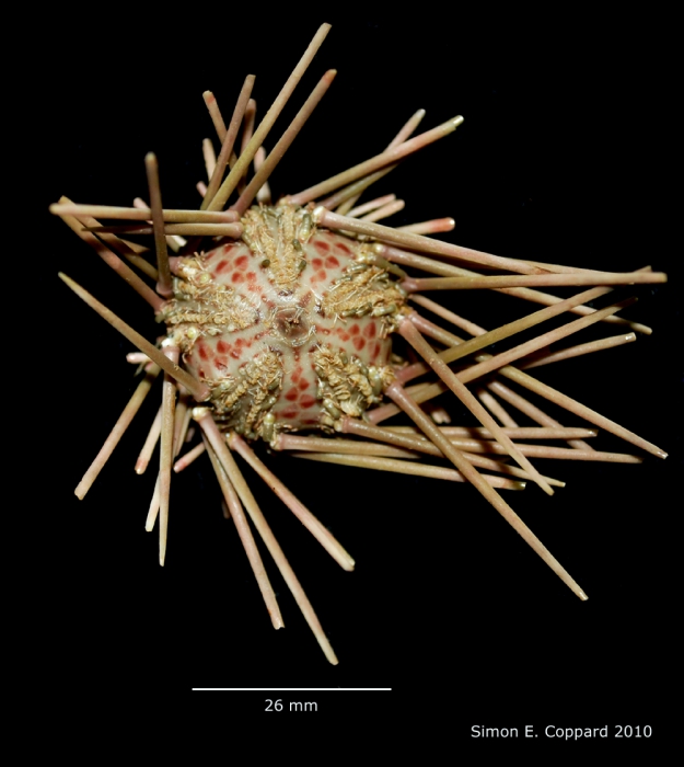 Arbacia stellata, aboral view Arbacia stellata, aboral view