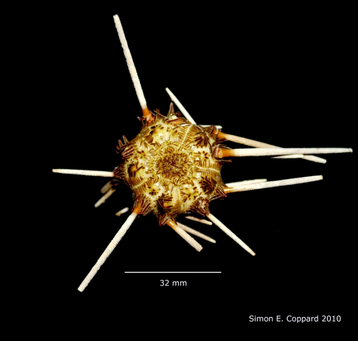 Stylocidaris affinis, aboral view Stylocidaris affinis, aboral view