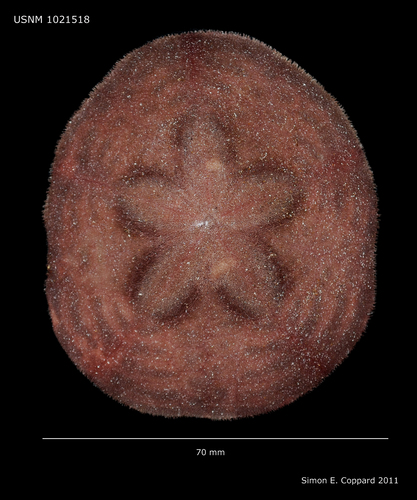 Clypeaster rotundus, aboral view Clypeaster rotundus, aboral view