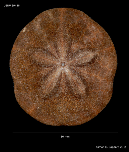 Clypeaster ochrus, aboral view