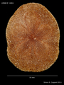 Clypeaster rosaceus, aboral view