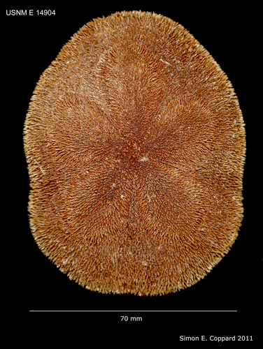 Clypeaster rosaceus, aboral view Clypeaster rosaceus, aboral view