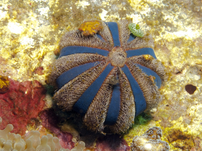 Mespilia globulus Indonesia Mespilia globulus Indonesia