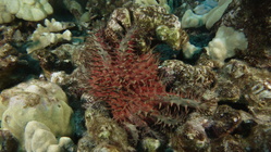 Acanthaster planci Crown of Thorns SeaStar DMS