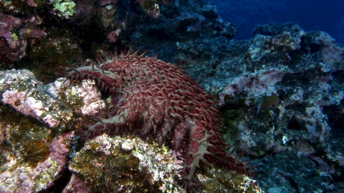 Acanthaster planci Crown of Thorns SeaStar3 DMS