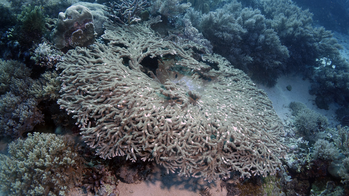 Acropora clathrata DMS