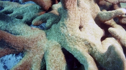 Acropora palifera closeUp DMS