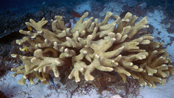 Acropora palifera DMS