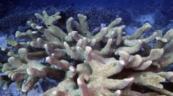 Acropora palifera1 DMS