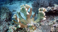 Acropora palifera2 DMS