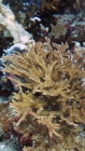 Acropora variabilis DMS