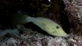 Tetraodontiformes