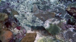 Tetraodontiformes