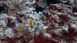 Apolemichthys trimaculatus ThreeSpotAngelfish DMS