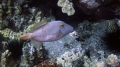 Tetraodontiformes