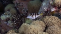 Tetraodontiformes
